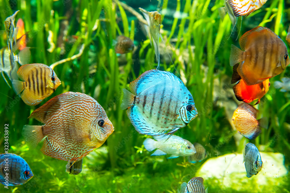 Poster Fresh water aquarium with colorful fishes . - Posters