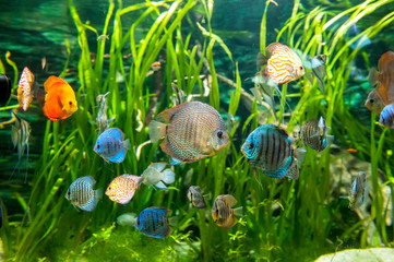 Fresh water aquarium with colorful fishes .
