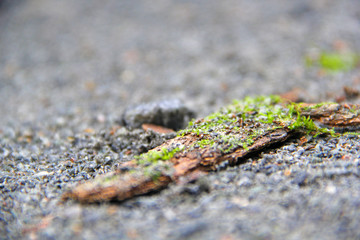 Nature