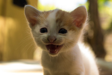 cat on a white background