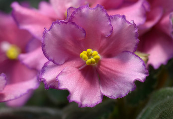 Close-up of pink violets blossom
