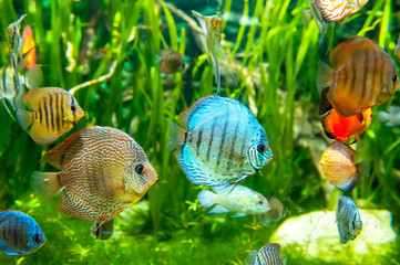 Fresh water aquarium with colorful fishes .