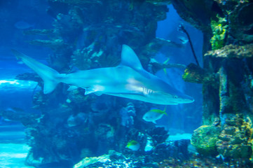 Obraz na płótnie Canvas Big shark in deep blue water.