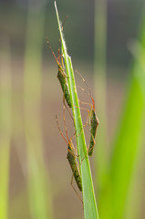 three insects perched on a grass