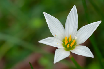 white flower