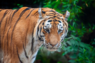 Tiger - Panthera tigris - close up portrait.