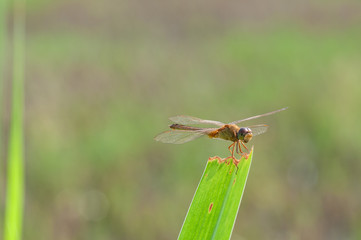 dragonfly on a blade of grass