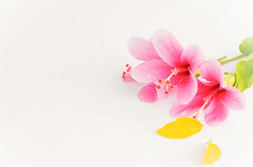 Pink hibiscus flowers placed on the background