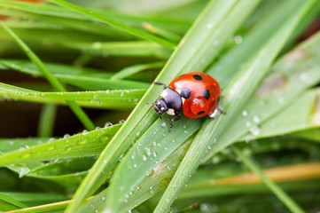 ladybug crawling on a green blade of grass