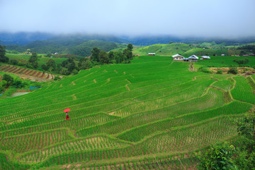 Fototapeta na wymiar Young woman with red umbrella relaxing in green rice terraces on holiday at pa bong paing village, Mae-Jam Chiang mai, Thailand