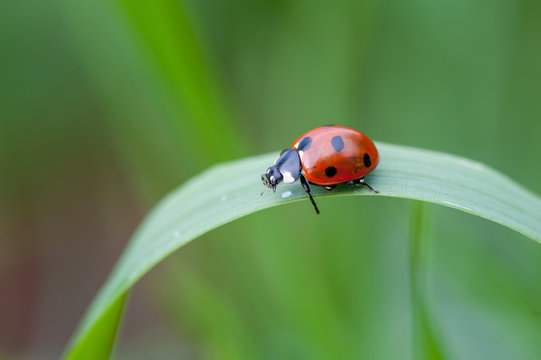 ladybug crawling on a green blade of grass