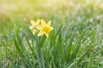 Jonquil in meadow. Spring flower and defocused nature with sunny reflection background