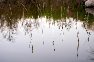 Reflection of twigs