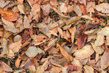 Autumn lost items