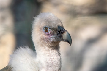 Griffon Vulture or Gyps fulvus perched. Close up