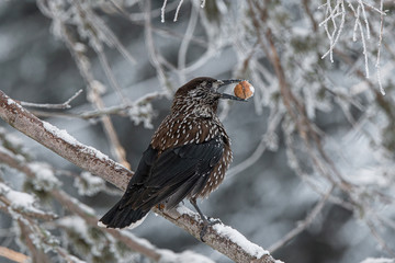 Spotted Nutcracker (Nucifraga caryocatactes) in winter forest.