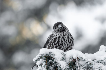 Spotted Nutcracker (Nucifraga caryocatactes) sitting on the perch