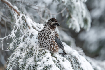 Spotted Nutcracker (Nucifraga caryocatactes) sitting on the perch