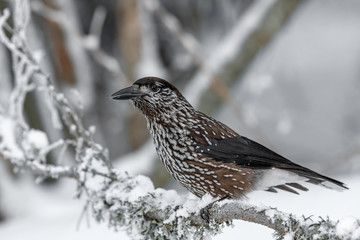 Spotted Nutcracker (Nucifraga caryocatactes) sitting on the perch