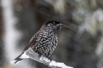 Spotted Nutcracker (Nucifraga caryocatactes) sitting on the perch