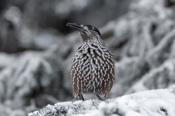 Spotted Nutcracker (Nucifraga caryocatactes) sitting on the perch