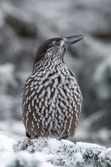 Spotted Nutcracker (Nucifraga caryocatactes) sitting on the perch
