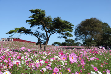 Cosmos flowers コスモスの丘　＠ひたち海浜公園