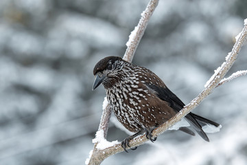 Spotted Nutcracker (Nucifraga caryocatactes) sitting on the perch
