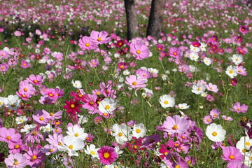 Cosmos flowers コスモスの丘　＠ひたち海浜公園
