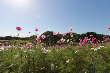Cosmos flowers コスモスの丘　＠ひたち海浜公園