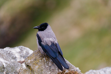 Crow bird standing on a rock with light green background.