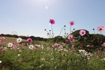 Cosmos flowers コスモスの丘　＠ひたち海浜公園