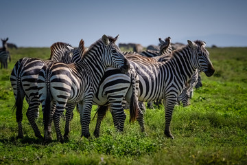 Group of zebras grazing on the grasslands of the Serengeti, Tanzania Africa