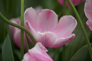 Fototapeta premium tulips Keukenhof
