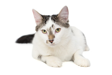 Fototapeta na wymiar Cat is white with spots