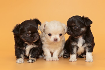 Fototapeta na wymiar Three small Chihuahua puppies