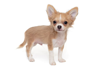 Small, cream-colored Chihuahua puppy