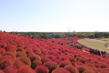 Kokia hills コキアの丘　＠ひたち海浜公園