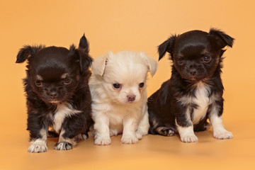 Three small Chihuahua puppies