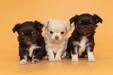 Three small Chihuahua puppies