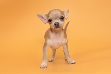 Small  Chihuahua puppy
