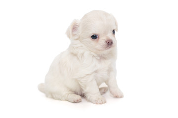 Small white Chihuahua puppy