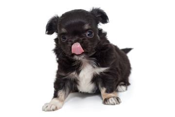 Small black Chihuahua puppy