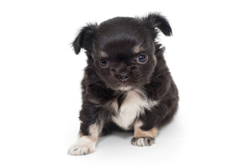 Small black Chihuahua puppy