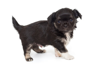 Small black Chihuahua puppy