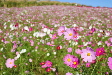 Cosmos flowers コスモスの丘　＠ひたち海浜公園