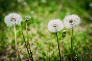 dandelions in green grass