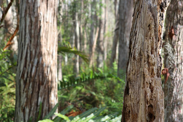 Weathered tree trunk in natural woodland