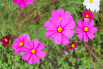 Cosmos flowers コスモスの丘　＠ひたち海浜公園