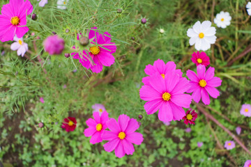 Cosmos flowers コスモスの丘　＠ひたち海浜公園